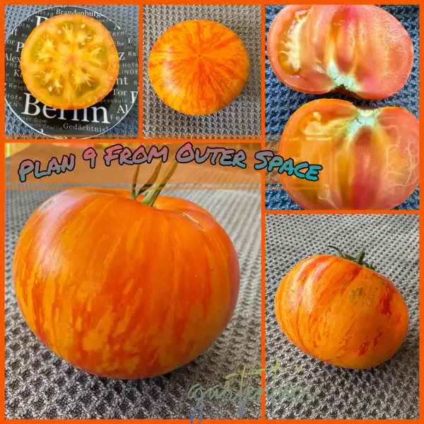 Tomaten: Plan 9 from outer Space