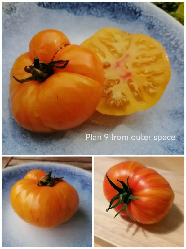 Tomaten: Plan 9 from outer Space