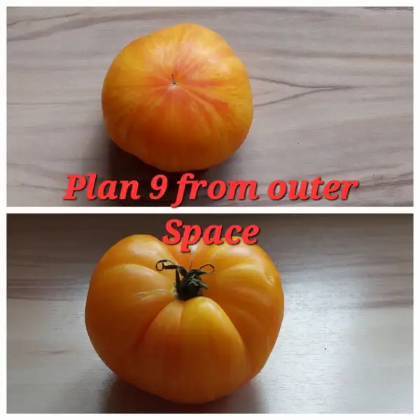 Tomaten: Plan 9 from outer Space