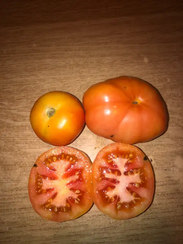 Tomaten: Plana de Albesa de Guardar