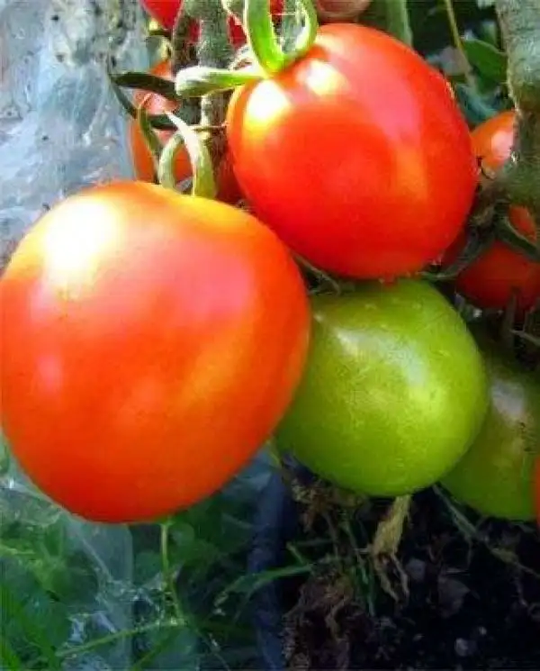 Tomaten: Planet