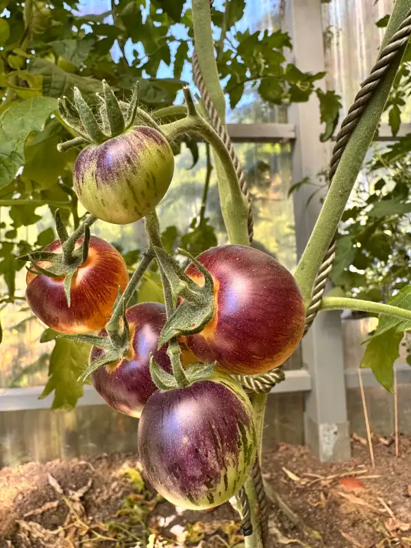 Tomaten: Planet Earth