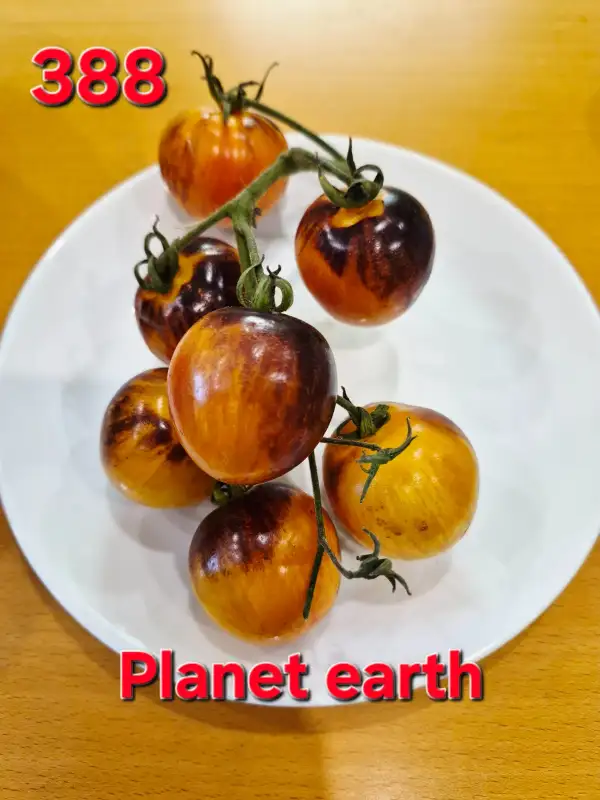 Tomaten: Planet Earth