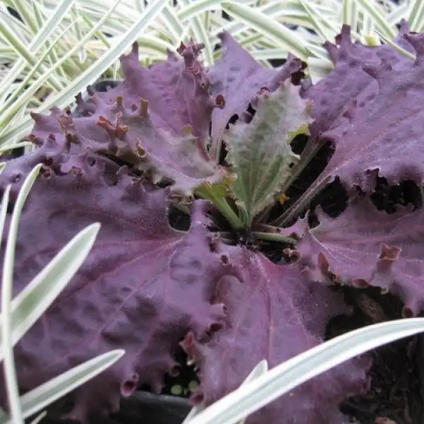 Kräuter: plantago major purple perversion