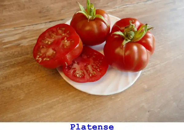 Tomaten: Platense
