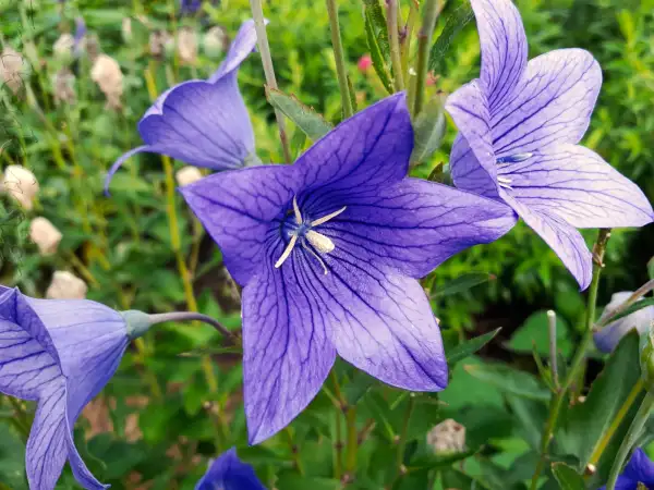 Stauden / Gehölz: Platycodon grandiflorus
