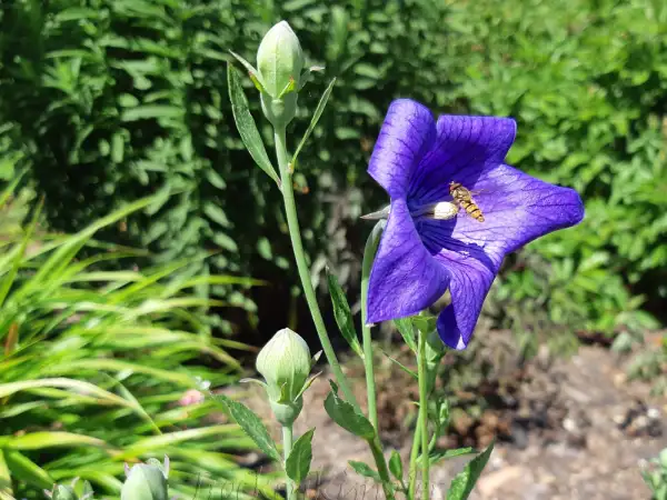 Stauden / Gehölz: Platycodon grandiflorus ‣ ‣ ‣ ‣ ‣ ‣ ‣ ‣ Ballonblume - Balloon Flower