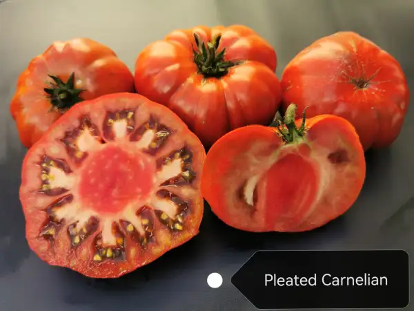 Tomaten: Pleated Carnelian