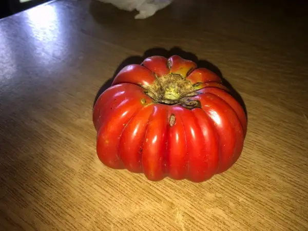 Tomaten: Plisowany Rózowy