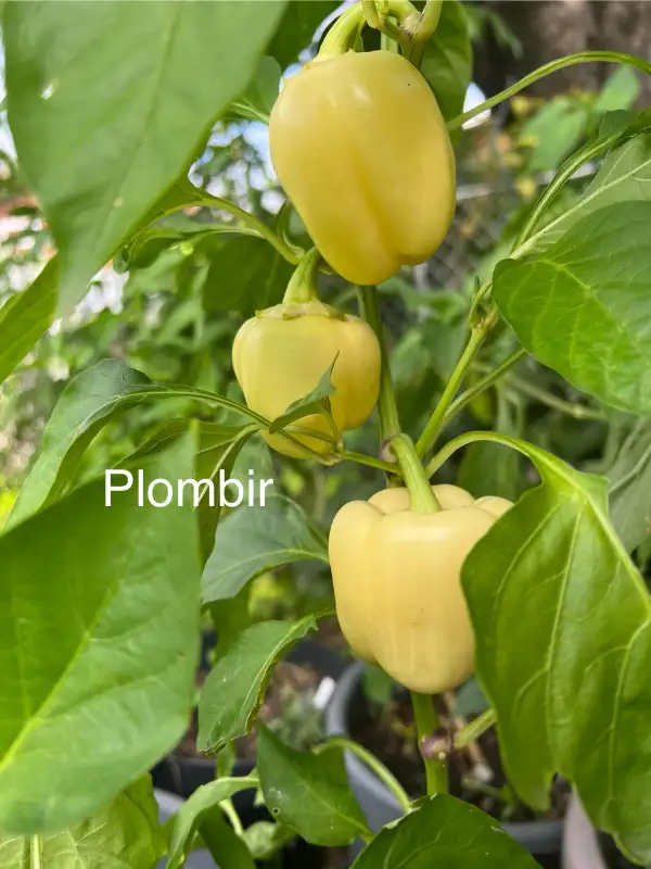 Chili / Paprika: Plombir