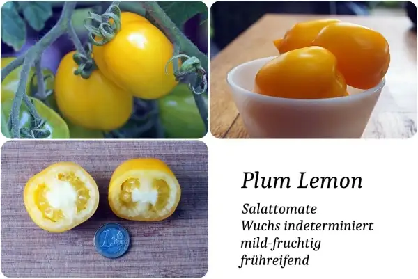 Tomaten: Plum Lemon