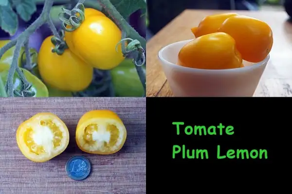 Tomaten: Plum Lemon