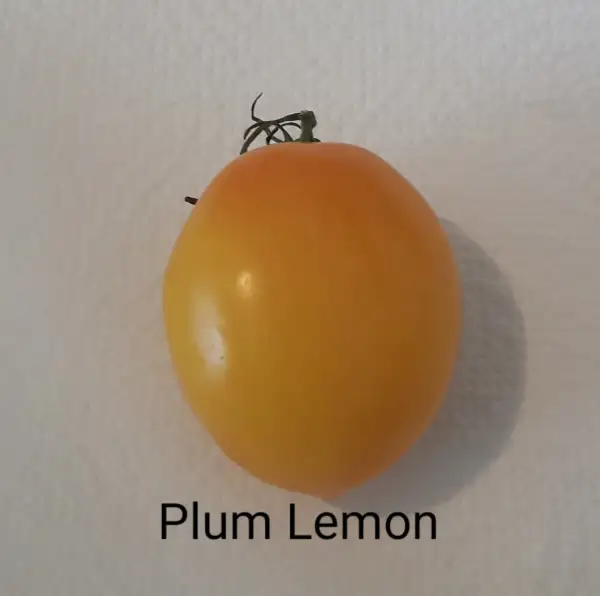 Tomaten: Plum Lemon