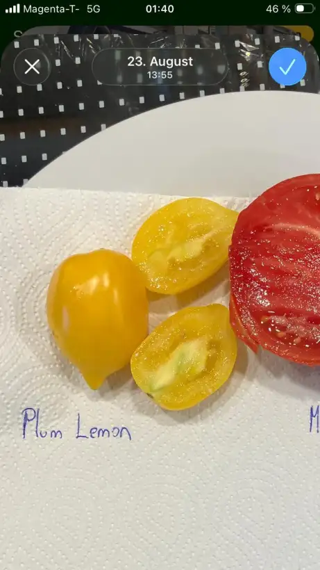 Tomaten: Plum Lemon