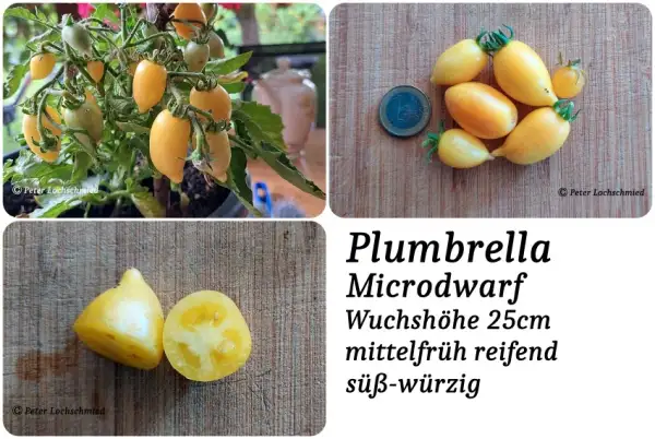 Tomaten: Plumbrella