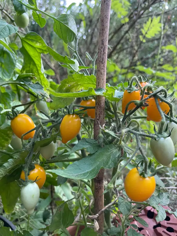 Tomaten: Plumbrella