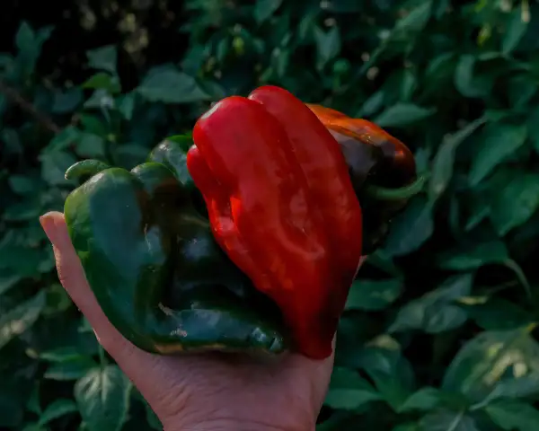 Chili / Paprika: Poblano Ancho Grande