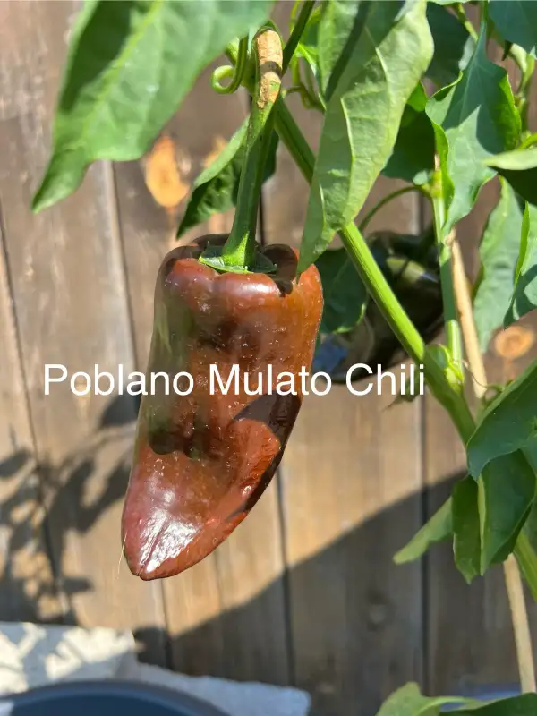 Chili / Paprika: Poblano Mulato Chili