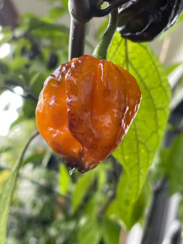 Chili / Paprika: Pockmark Orange