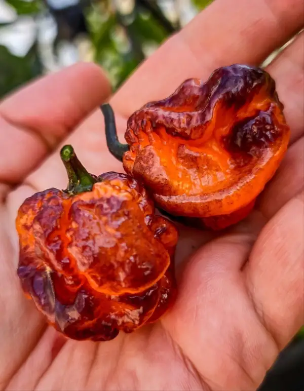 Chili / Paprika: Pockmark Orange