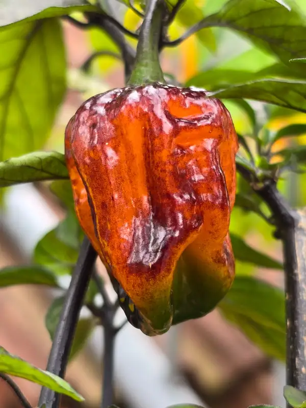 Chili / Paprika: Pockmark Orange