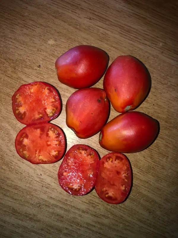 Tomaten: Podsinskaya Liana