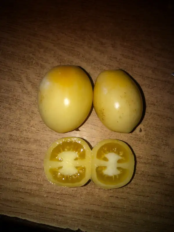 Tomaten: Poire Lumière Merveilleuse