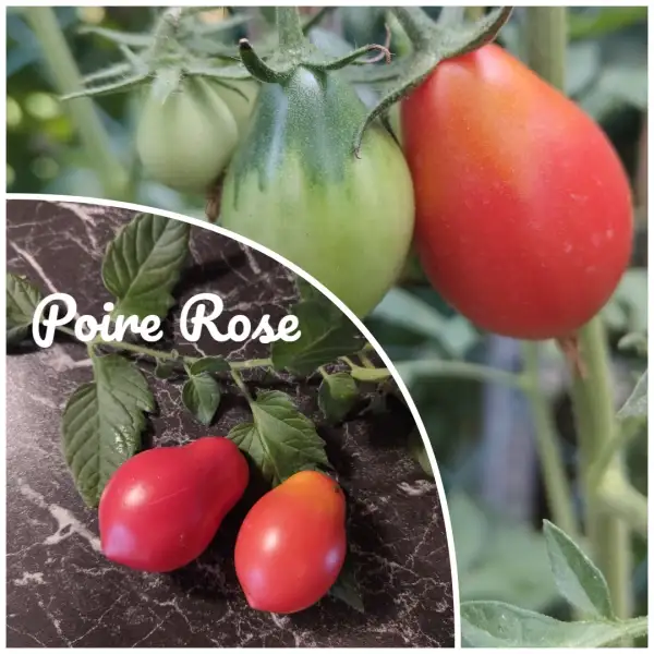 Tomaten: Poire Rose