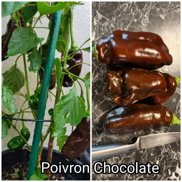 Paprika: Poivron Chocolate