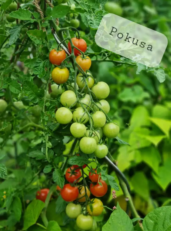 Tomaten: Pokusa