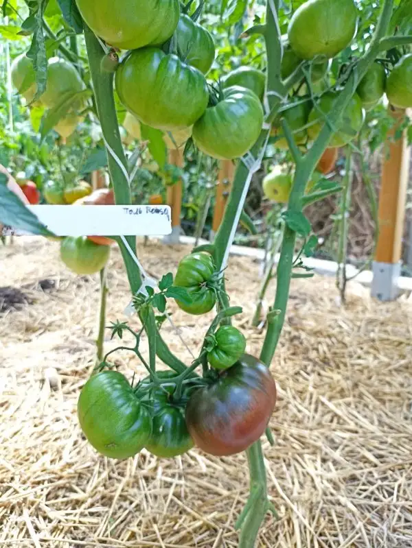 Tomaten: Pol Robson