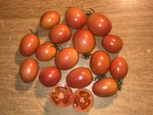 Tomaten: Poland Pink