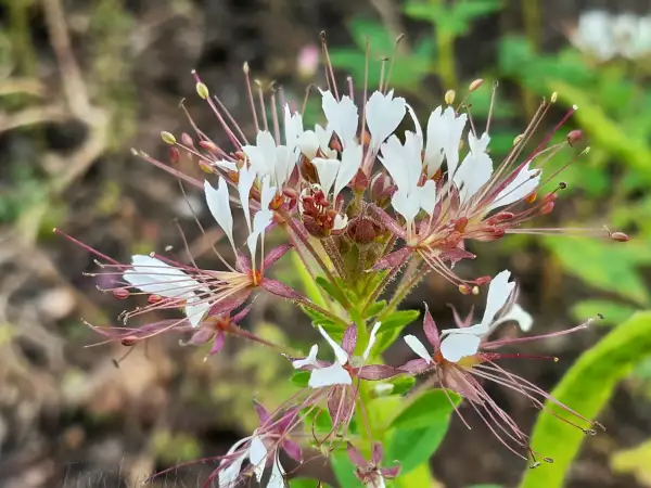 Blumen: Polanisia dodecandra ‣ ‣ ‣ ‣ ‣ ‣ ‣ ‣ ‣ Red-whisker Clammyweed