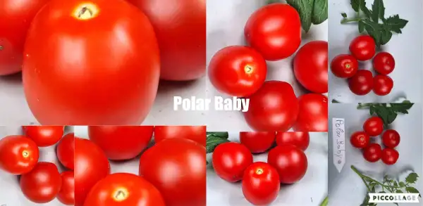 Tomaten: Polar Baby