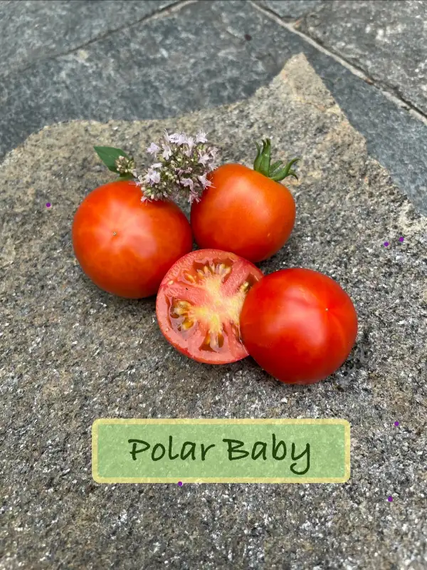 Tomaten: Polar Baby (Buschtomate)