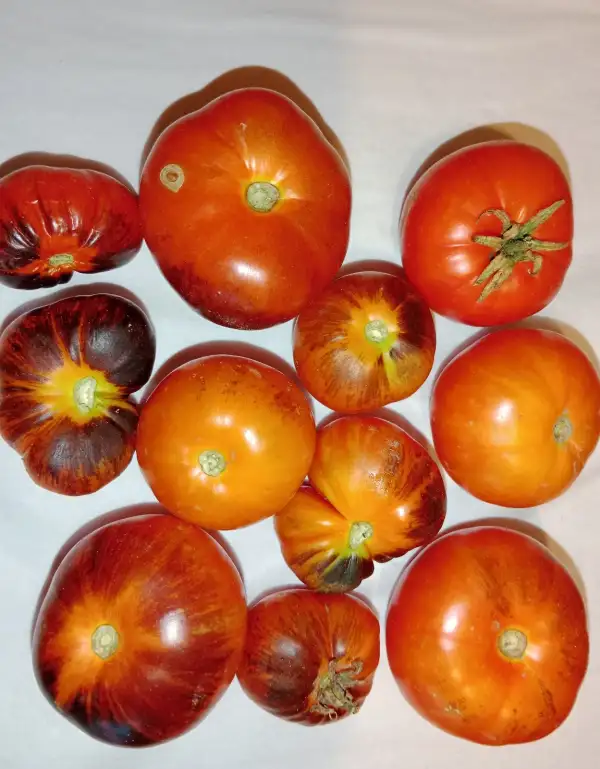 Tomaten: Polar Goddess F4