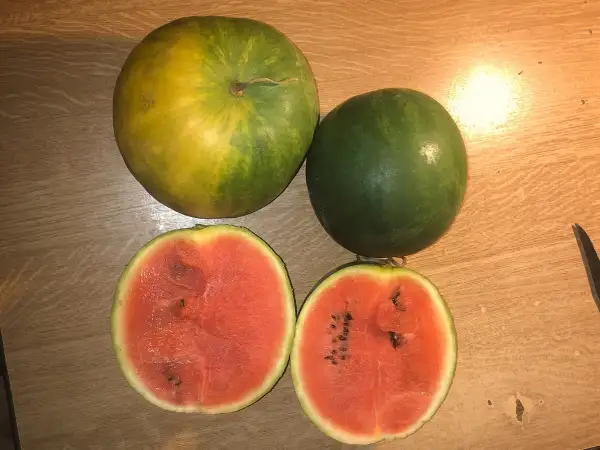 Melonen: Polar Lights wassermelone