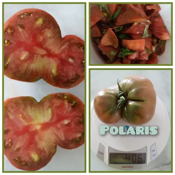 Tomaten: Polaris,