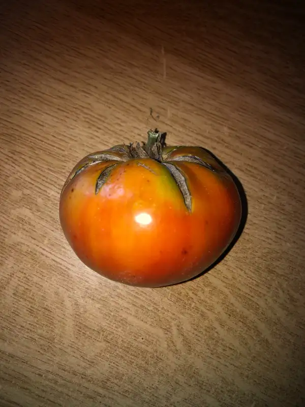 Tomaten: Polaris