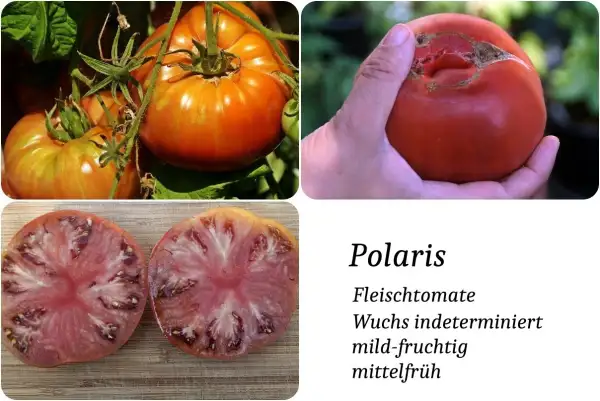 Tomaten: Polaris