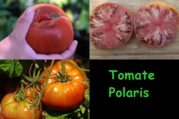 Tomaten: Polaris