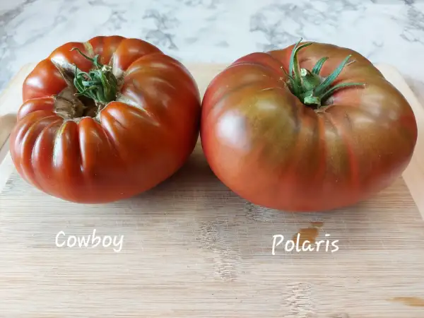 Tomaten: Polaris