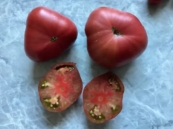 Tomaten: Polaris