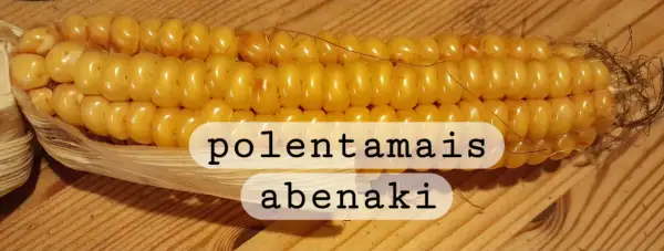 Mais: Polentamais Abenaki