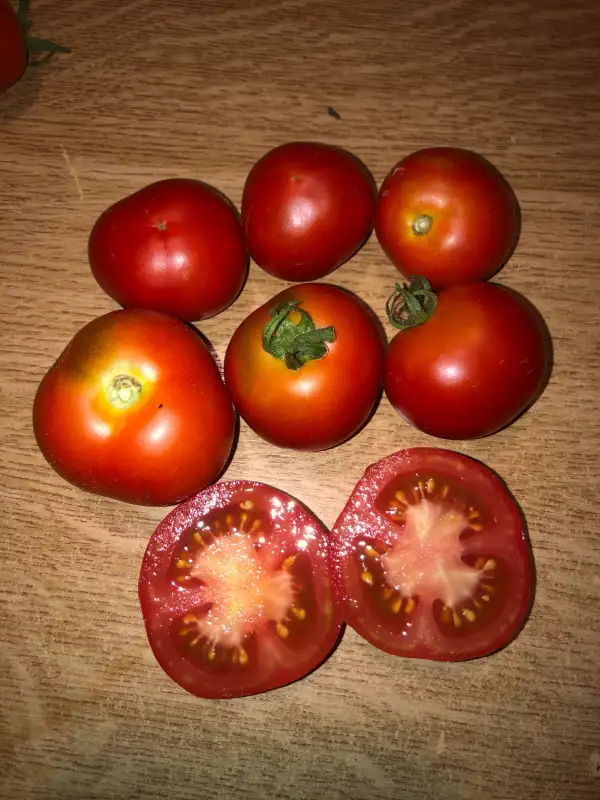 Tomaten: Polish Dwarf