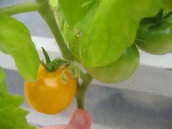 Tomaten: Poljarnie