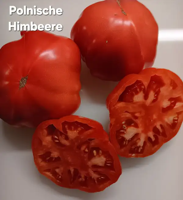 Tomaten: Polnische HImbeere