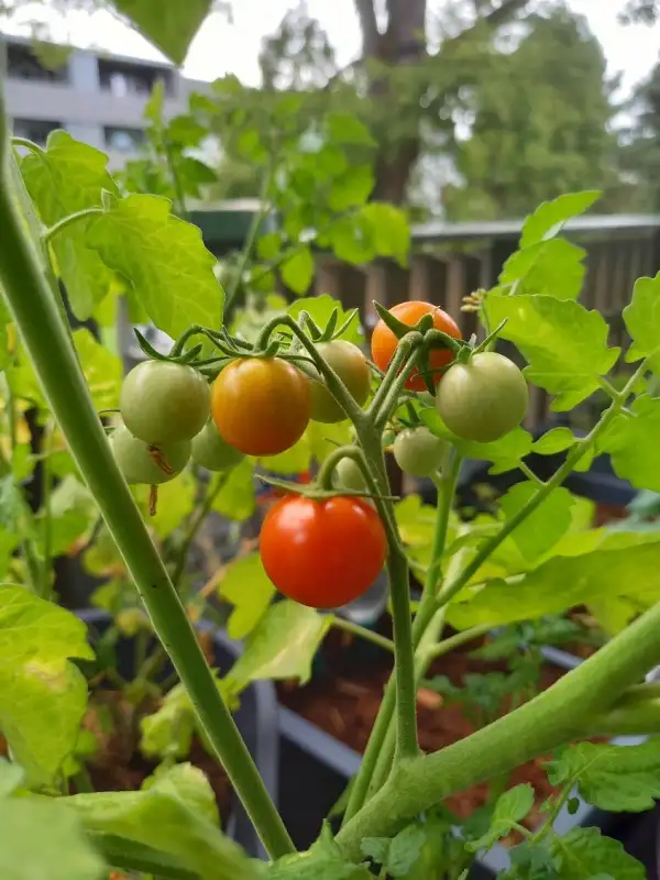 Tomaten: Polnische Strauchtomate