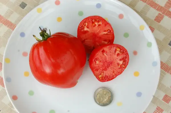 Tomaten: polnisches Büffelherz
