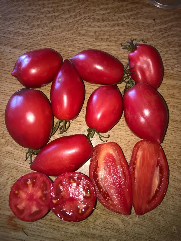 Tomaten: Polskie Malinovie